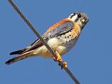 Kestrel On A Wire_38687